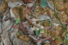 Pimpinella tirupatiensis